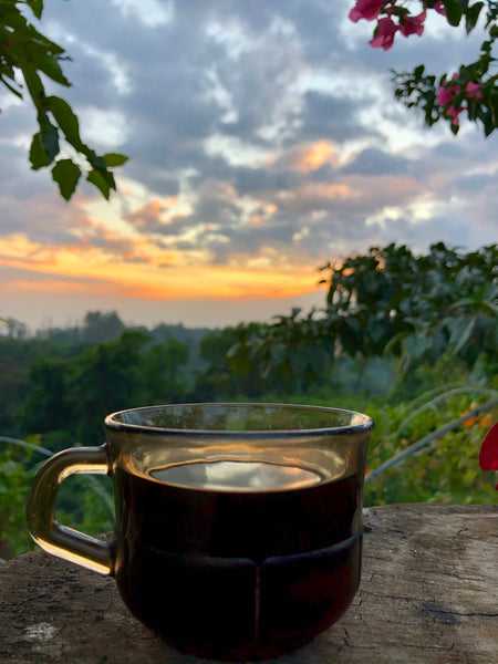 Los residuos del café natural como fertilizante para tus plantitas.